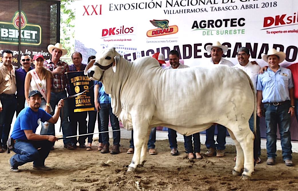 Xxi Exposición Nacional De Ganado Brahman Villahermosa 2018 Rancho Chapopote 