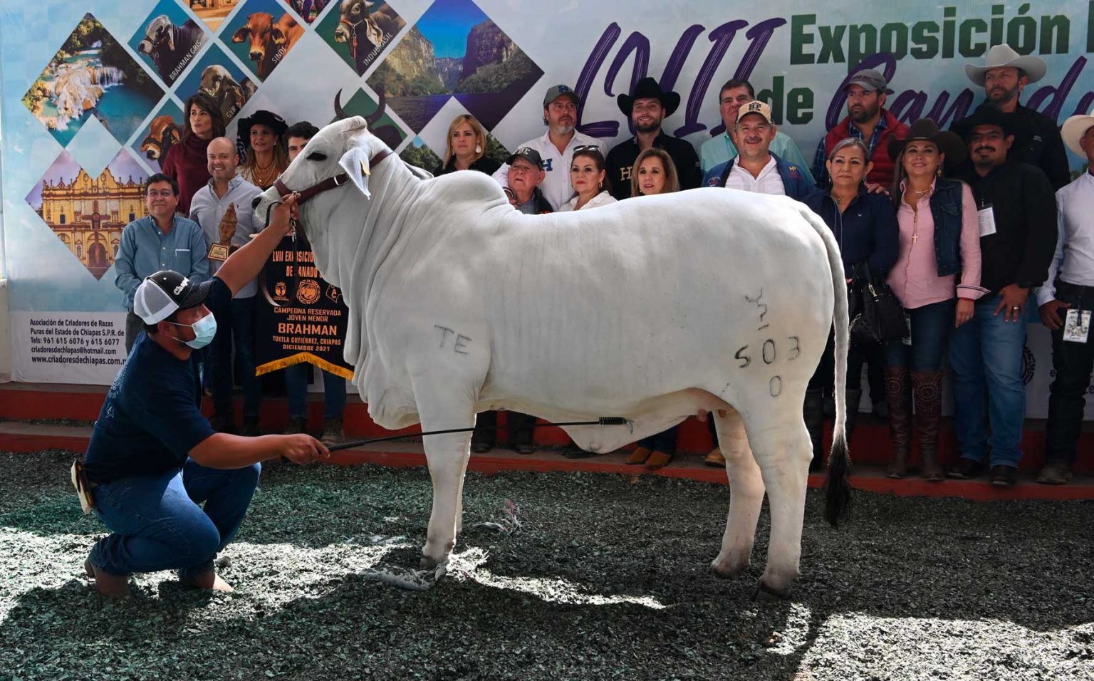 LVII EXPOSICION NACIONAL DE GANADO CEBÚ 2021 – Rancho Chapopote