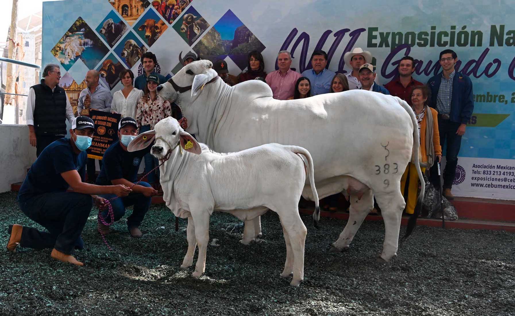 LVII EXPOSICION NACIONAL DE GANADO CEBÚ 2021 – Rancho Chapopote